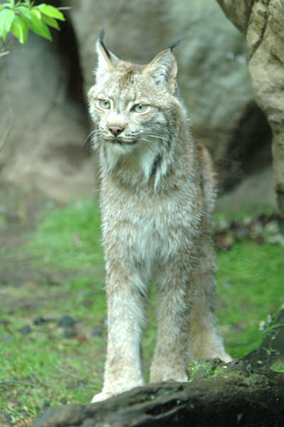 Canada Lynx