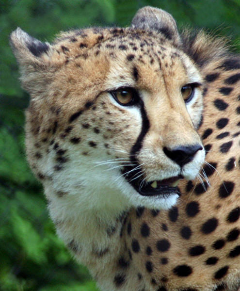 Cheetah