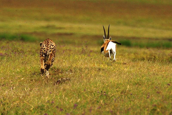 Cheetah chasing gazelle