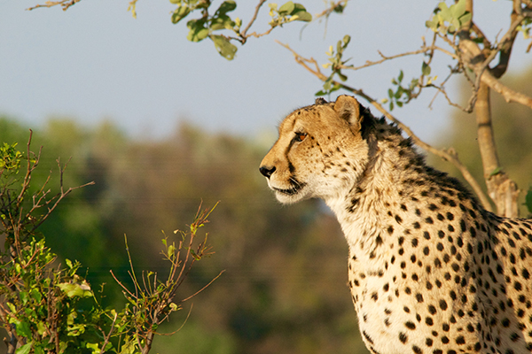 Cheetah intently staring into the distance