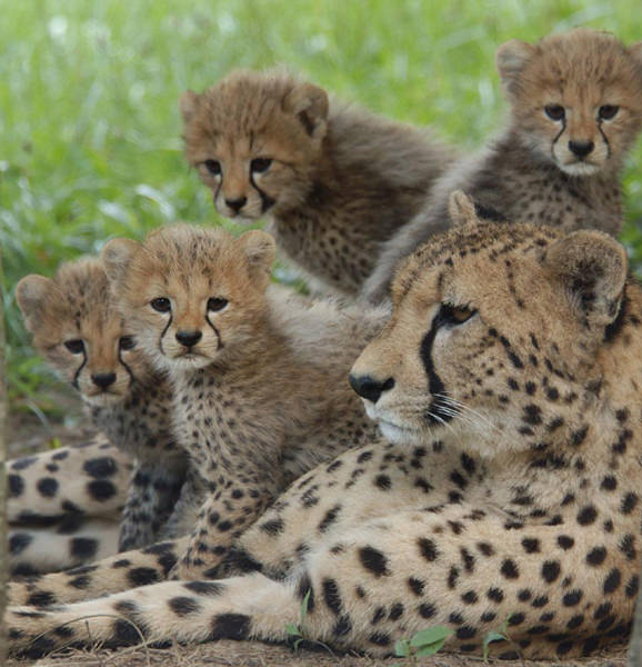 Cheetah resting with her cubs