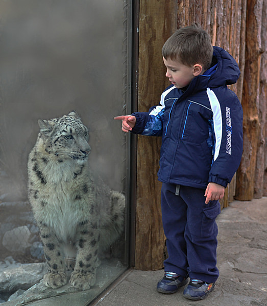 Snow Leopard and boy
