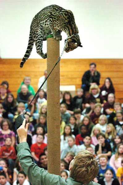 Trainer asks an ocelot to show off its climbing skills