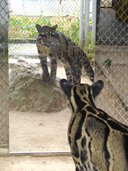 Clouded Leopard