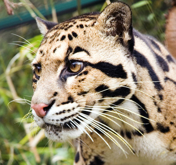 Clouded Leopard