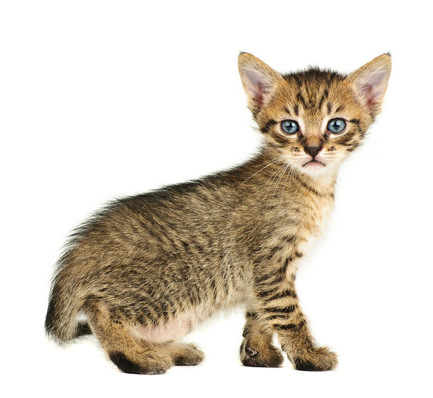 Domestic Cat