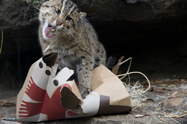 Fishing cat tearing a paper bag