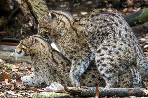 Fishing Cats