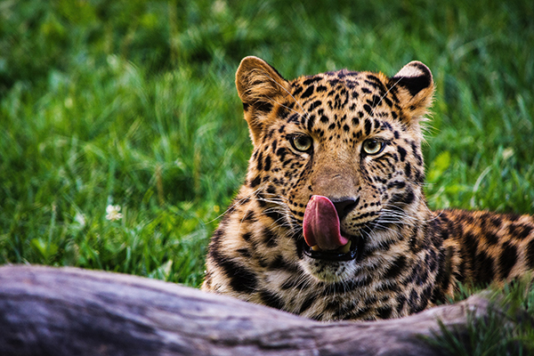 Leopard licking mouth