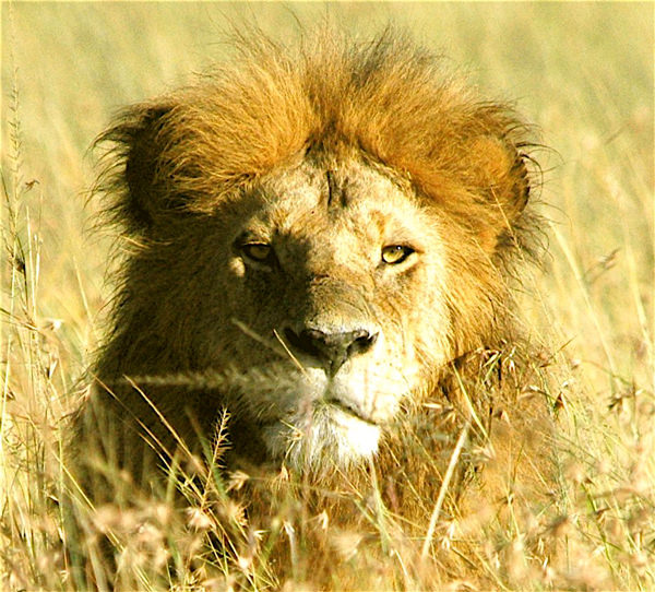 African Lion