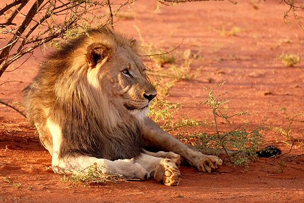 Lion leaning against tree