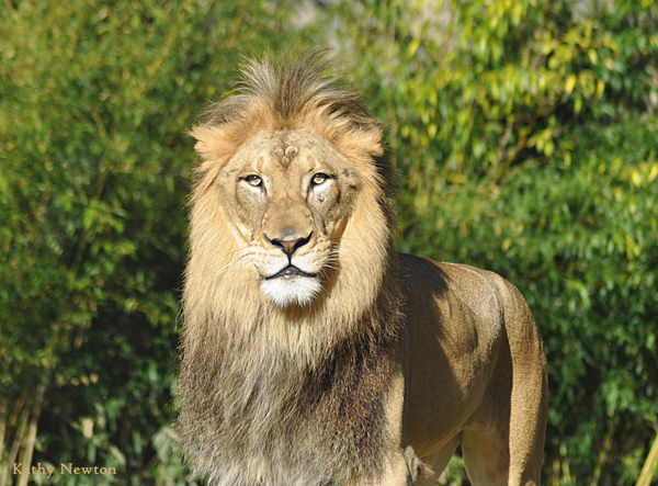 African Lion