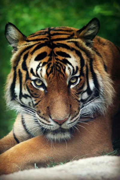 Mayalan Tiger