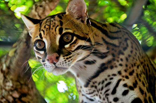 Ocelot