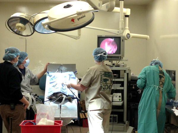 Cincinnati Zoo scientists performing artificial insemination on a Pallas' cat