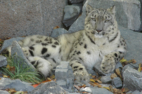 Snow Leopard