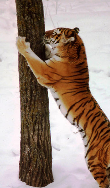 Tiger and tree