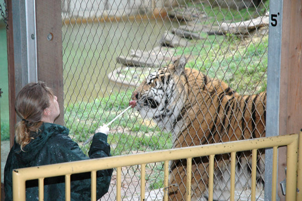 Trainer conducting tiger training demonstration